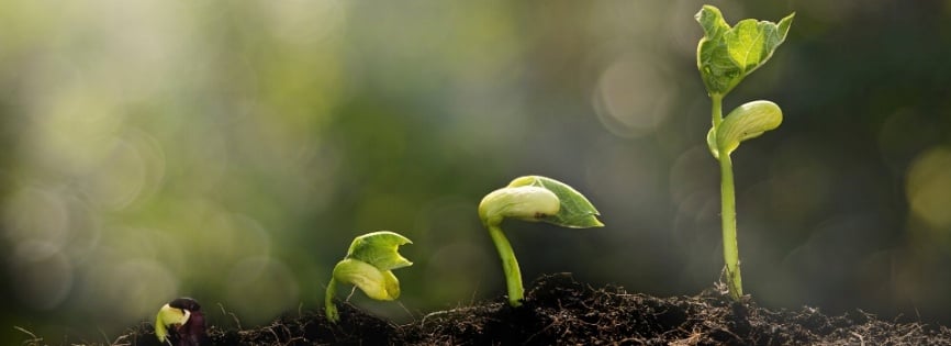 GrowingSeedlings-Growth-522587-edited