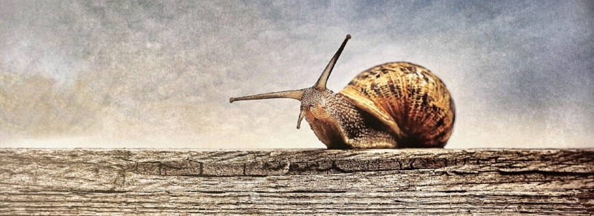 animal-antenna-close-up-813469-418458-edited
